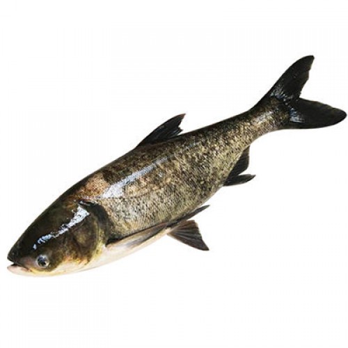 大头鱼约1500g150g